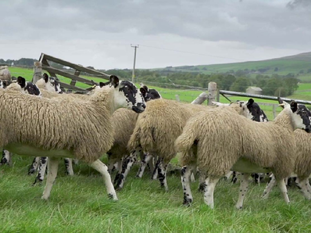 毛價(jià)上漲——澳洲羊毛拍賣信息 （2023-10-18）